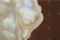TEETH ( TRANSLUCENT )