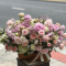 กระเช้าดอกไม้สด  สวยหวานมาก ด้วยดอก peony กุหลาบอังกฤษหอมวาน ของร้านดอกไม้ Le Floriste