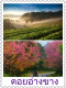 ทัวร์ดอยอ่างขาง ดอยอินทนนท์ ไร่ชา ไร่สตรอเบอร์รี่ สวนดอกไม้ สวนส้มธนาธร สถานีเกษตร น้ำตกวชิรธาร พระธาตุเจดีย์นภเมทนีดล นภพลภูมิสิริ เชียงใหม่ วัดพระธาตุดอยพระฌาน พระไดบุตสึ ลำปาง | ทัวร์ดอยอ่างขาง ทัวร์ไร่ชา ทัวร์ไร่ส้ม ทัวร์ดอยอินทนน์ ทัวร์เชียงใหม่