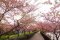 โตเกียว ฟูจิ ซากุระ ทิวลิป Sakura | ทัวร์ญี่ปุ่น เที่ยวญี่ปุ่น | ทัวร์โตเกียว ทัวร์ฟูจิ ทัวร์ชมซากุระ Sakura Festival ซากุระคาวากูจิโกะ ซากุระสวนอุเอโนะ Tokyo Fuji Sakura 4D3N