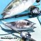 DAIWA NEOSTAGE DG 60B-4 คันเกาะไฟฟ้า สำหรับงานลึกๆหนักๆ ประกัน DAIWA SEIKO