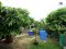 急售！！ 低于十！！ 独栋别墅Manthana Village，Rama 2 - Thian Talay，靠近高速公路，安静的村庄，交通便利。