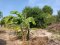 Land for rent 6 rai long term 20 years Located On Burapapat Road , Ban Chang Rayong