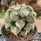 Ariocarpus maruibo cauliflower
