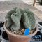 Strombocactus disciformis f. cristata