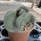 Strombocactus disciformis f. cristata