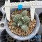 Ariocarpus fissuratus kikibotan