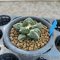 Ariocarpus fissuratus kikibotan