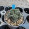 Ariocarpus fissuratus cv. Godzilla
