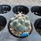 Coryphantha bumamma
