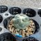 Coryphantha inermis
