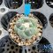 Coryphantha inermis