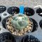 Coryphantha inermis