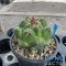 coryphantha elephantidens "lemon"