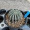 Geohintonia mexicana
