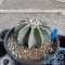 Aztekium hintonii