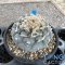 Lophophora Fricii Ibo