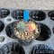 Lophophora williamsii v. caespitosa f. variegated