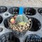 Lophophora williamsii v. caespitosa f. variegated