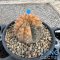 Gymnocalycium ochoterenae variegated