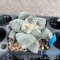 Ariocarpus retusus var. furfuraceus