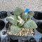 Ariocarpus retusus hybrid
