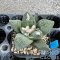 Ariocarpus retusus hybrid