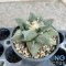 Ariocarpus retusus hybrid