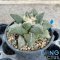 Ariocarpus retusus hybrid