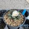 Ariocarpus fissuratus hintonii