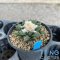 Ariocarpus fissuratus hintonii