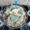 Ariocarpus maruibo x trifinger
