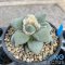Ariocarpus maruibo x trifinger