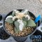 Ariocarpus fissuratus lloydii