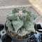 Ariocarpus cauliflower