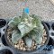 Ariocarpus cauliflower