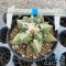 Ariocarpus kotschoubeyanus hybrid