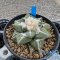 Ariocarpus kotschoubeyanus hybrid