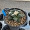 Ariocarpus kikobotan x hintonii