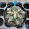Ariocarpus fissuratus