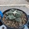 Ariocarpus fissuratus kikibotan