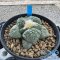 Ariocarpus fissuratus lloydii x godzilla