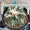 Ariocarpus fissuratus kikibotan