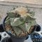 Ariocarpus fissuratus