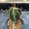 Astrophytum ornatum variegated