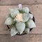 Ariocarpus maruibo x cauliflower