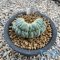 Lophophora fricii var. cristata