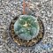 Lophophora fricii “Tanenaka“