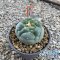 Lophophora fricii “Tanenaka“