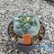 Lophophora fricii “Tanenaka“